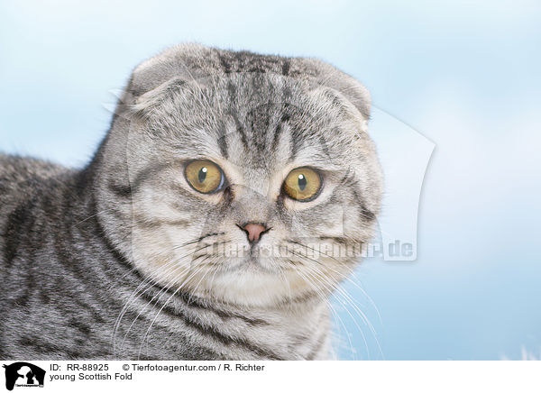 junge Scottish Fold / young Scottish Fold / RR-88925