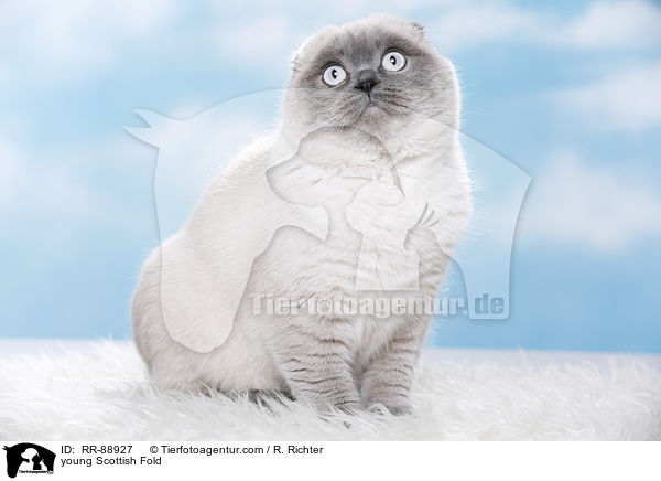 junge Scottish Fold / young Scottish Fold / RR-88927