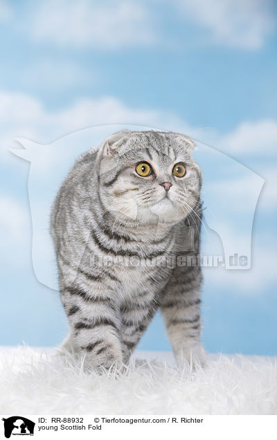 young Scottish Fold / RR-88932