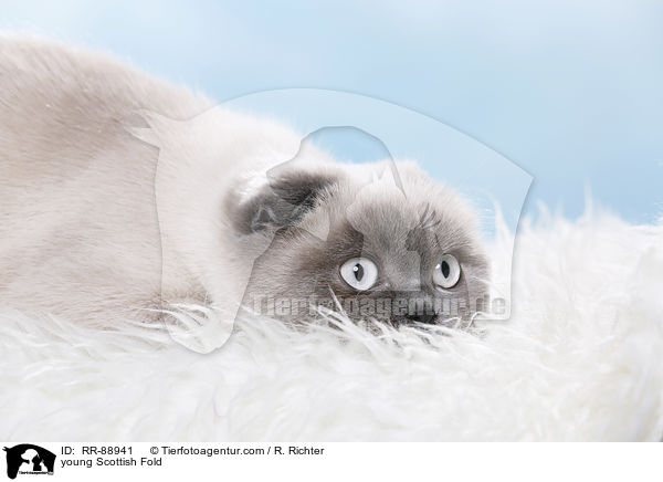 young Scottish Fold / RR-88941