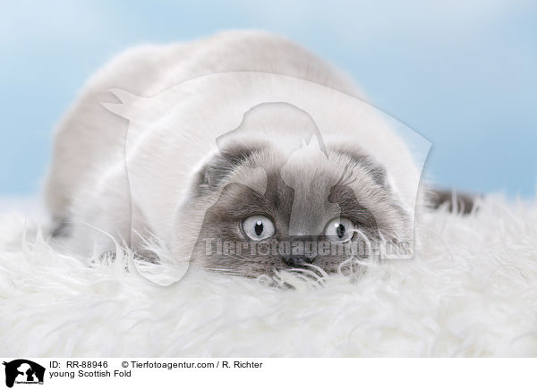 young Scottish Fold / RR-88946