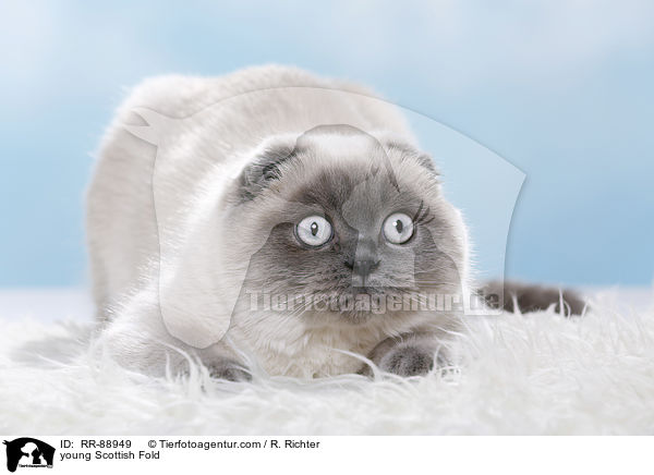young Scottish Fold / RR-88949