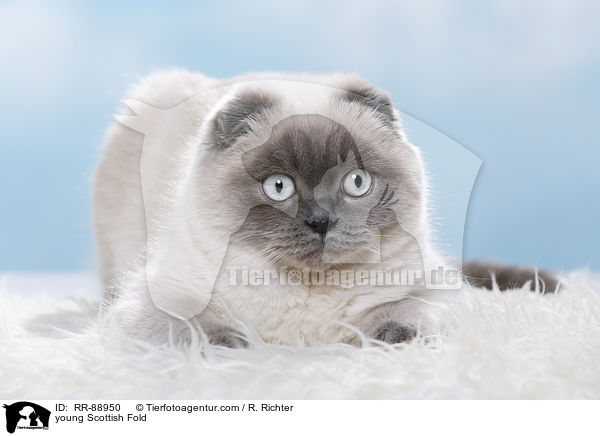 young Scottish Fold / RR-88950