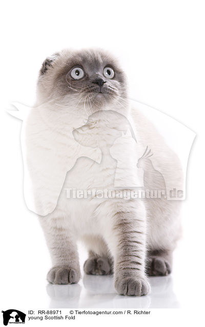 junge Scottish Fold / young Scottish Fold / RR-88971