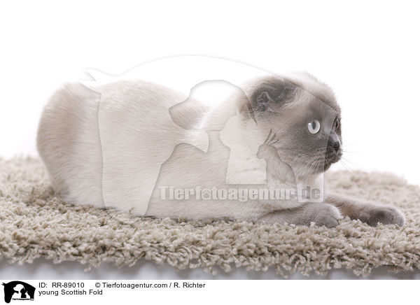 young Scottish Fold / RR-89010