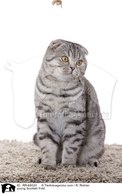 young Scottish Fold / RR-89020