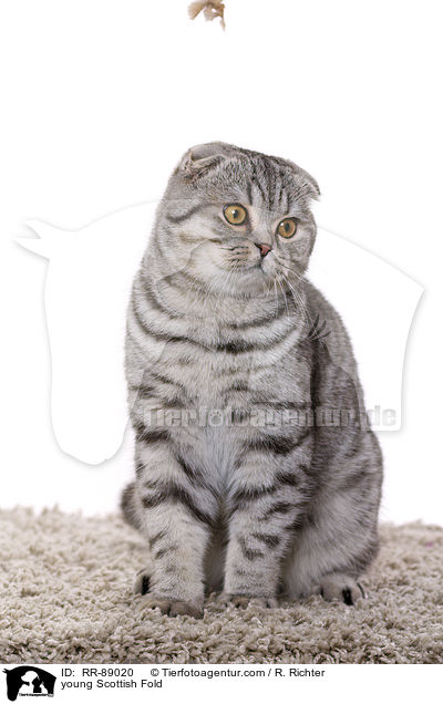 junge Scottish Fold / young Scottish Fold / RR-89020