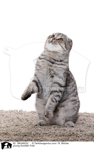 young Scottish Fold / RR-89022