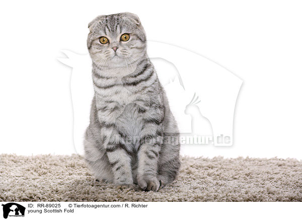 junge Scottish Fold / young Scottish Fold / RR-89025