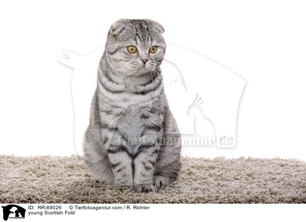 young Scottish Fold / RR-89026