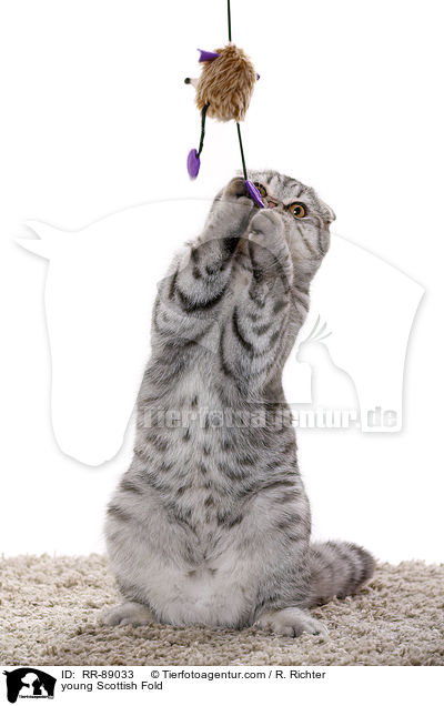junge Scottish Fold / young Scottish Fold / RR-89033