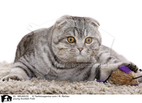 young Scottish Fold / RR-89035