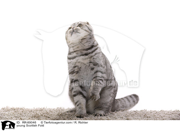 young Scottish Fold / RR-89046