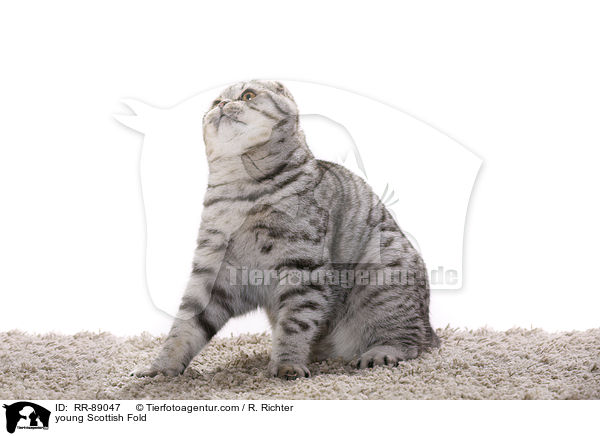 young Scottish Fold / RR-89047
