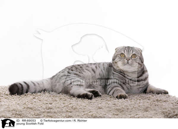 young Scottish Fold / RR-89053