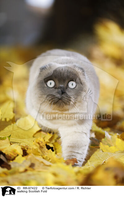 walking Scottish Fold / RR-97422