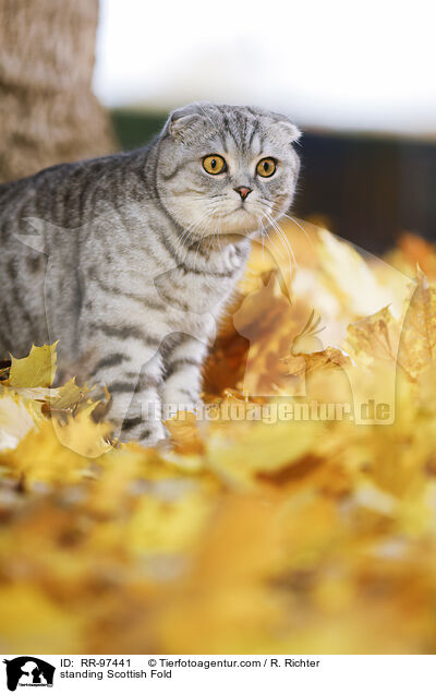 standing Scottish Fold / RR-97441