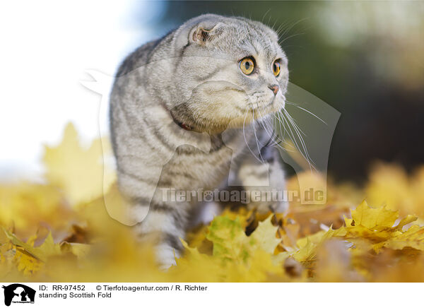 stehende Scottish Fold / standing Scottish Fold / RR-97452