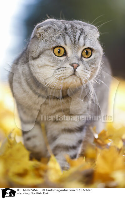 stehende Scottish Fold / standing Scottish Fold / RR-97454