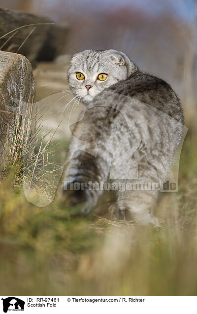 Schottische Faltohrkatze / Scottish Fold / RR-97461