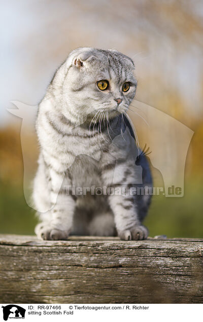 sitzende Scottish Fold / sitting Scottish Fold / RR-97466
