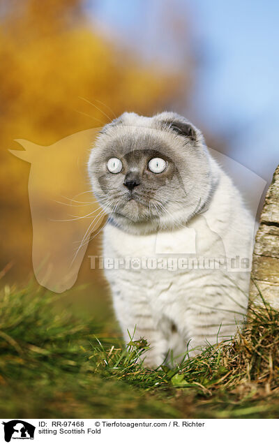 sitzende Scottish Fold / sitting Scottish Fold / RR-97468