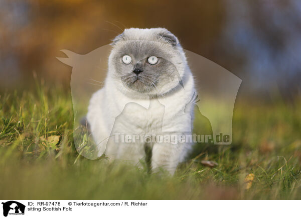 sitting Scottish Fold / RR-97478