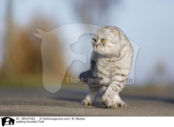 laufende Scottish Fold / walking Scottish Fold / RR-97493