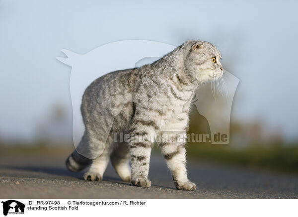 stehende Scottish Fold / standing Scottish Fold / RR-97498