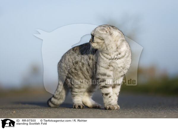 stehende Scottish Fold / standing Scottish Fold / RR-97500