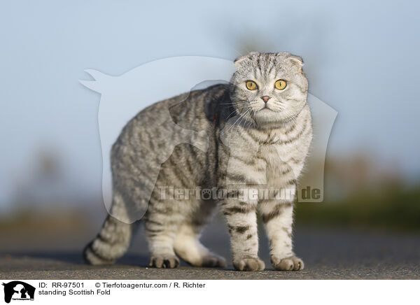 stehende Scottish Fold / standing Scottish Fold / RR-97501