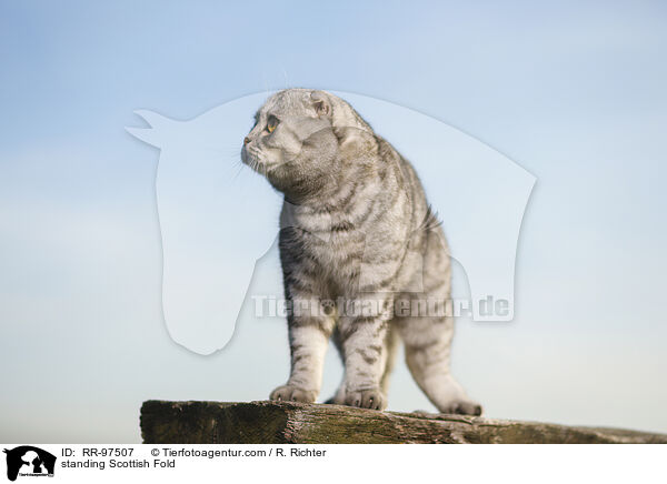 stehende Scottish Fold / standing Scottish Fold / RR-97507
