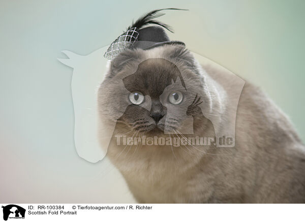 Scottish Fold Portrait / Scottish Fold Portrait / RR-100384
