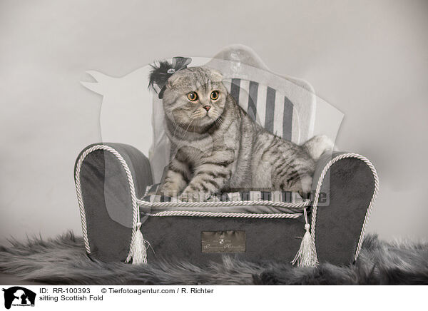 sitzende Scottish Fold / sitting Scottish Fold / RR-100393