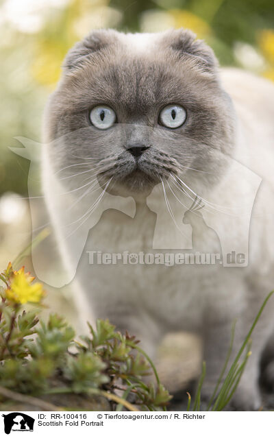 Scottish Fold Portrait / Scottish Fold Portrait / RR-100416