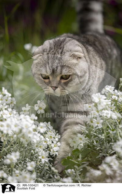 Scottish Fold / Scottish Fold / RR-100421