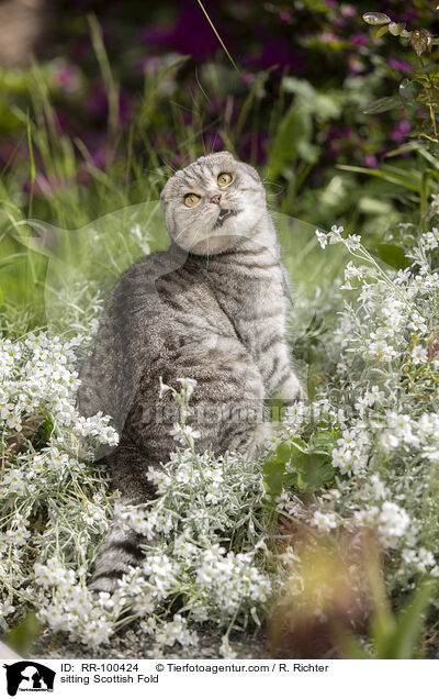 sitzende Scottish Fold / sitting Scottish Fold / RR-100424