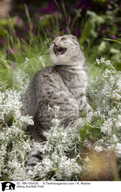 sitzende Scottish Fold / sitting Scottish Fold / RR-100426