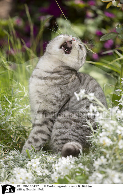 sitzende Scottish Fold / sitting Scottish Fold / RR-100427