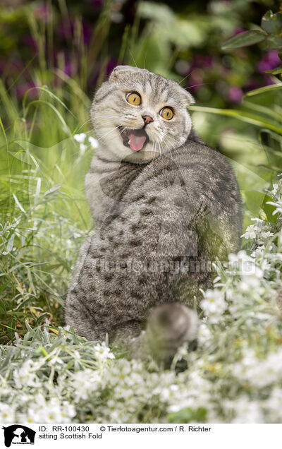 sitzende Scottish Fold / sitting Scottish Fold / RR-100430
