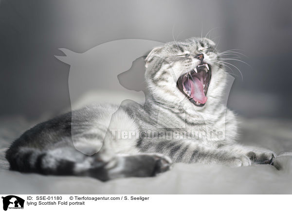 liegende Scottish Fold Portrait / lying Scottish Fold portrait / SSE-01180