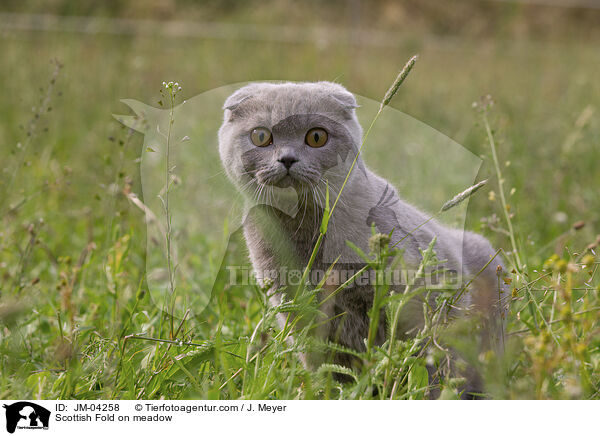 Scottish Fold on meadow / JM-04258