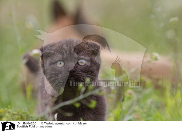 Scottish Fold on meadow / JM-04260