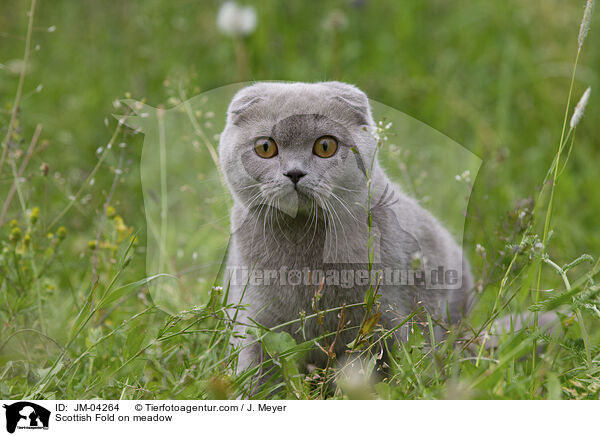 Scottish Fold on meadow / JM-04264