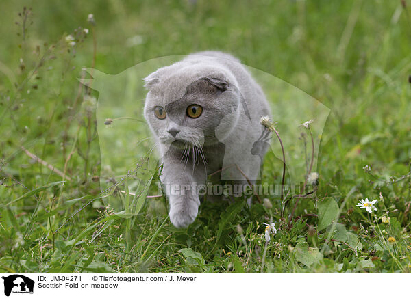 Scottish Fold auf Wiede / Scottish Fold on meadow / JM-04271