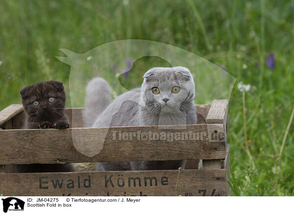 Scottish Fold in Kiste / Scottish Fold in box / JM-04275