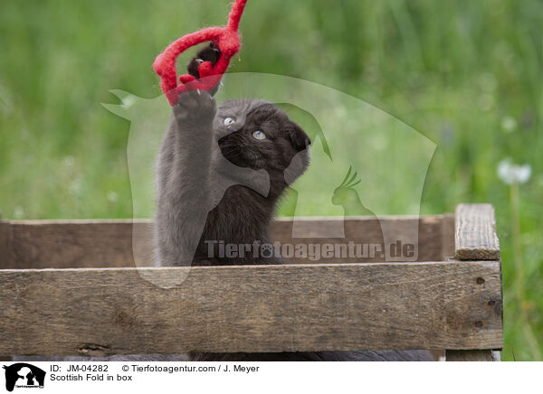 Scottish Fold in Kiste / Scottish Fold in box / JM-04282