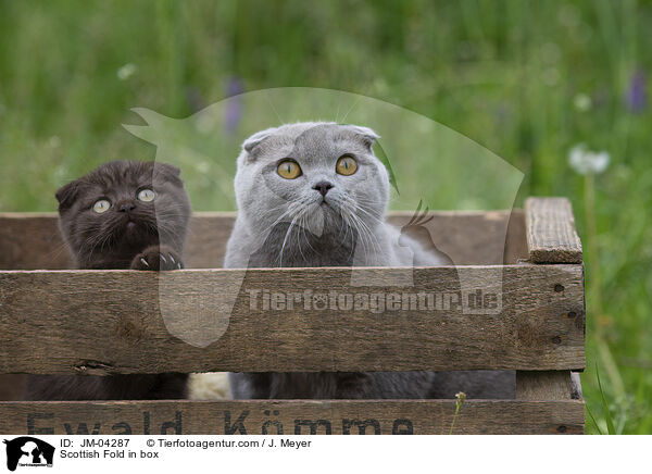 Scottish Fold in Kiste / Scottish Fold in box / JM-04287