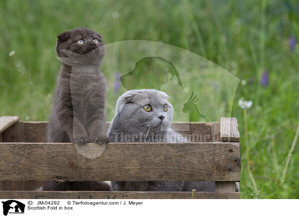 Scottish Fold in box / JM-04292