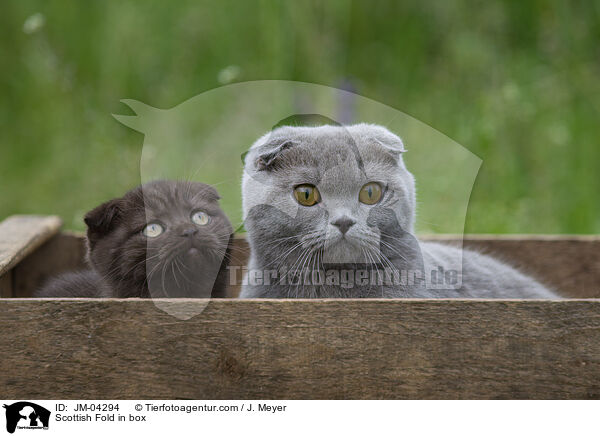 Scottish Fold in Kiste / Scottish Fold in box / JM-04294